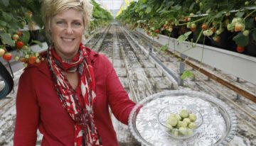 ‘Groene aardbei heeft culinaire mogelijkheden’