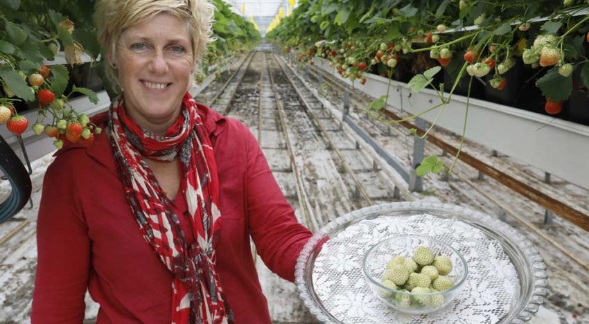 ‘Groene aardbei heeft culinaire mogelijkheden’