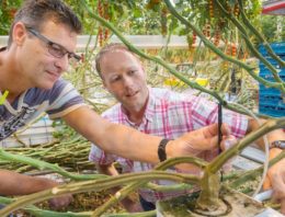 Vaker gieten en kleinere beurten: ‘downscalen’ van water is de trend