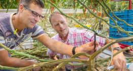 Vaker gieten en kleinere beurten: ‘downscalen’ van water is de trend