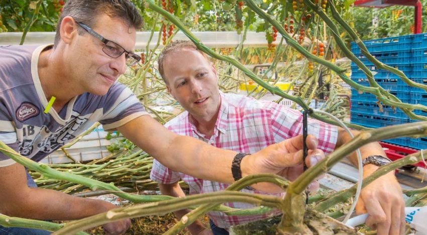 Vaker gieten en kleinere beurten: ‘downscalen’ van water is de trend Vaker gieten en kleinere beurten: ‘downscalen’ van water is de trend