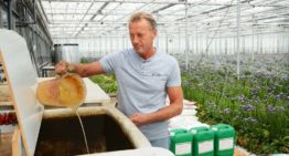 Plantversterkers maken tripsprobleem overzienbaar