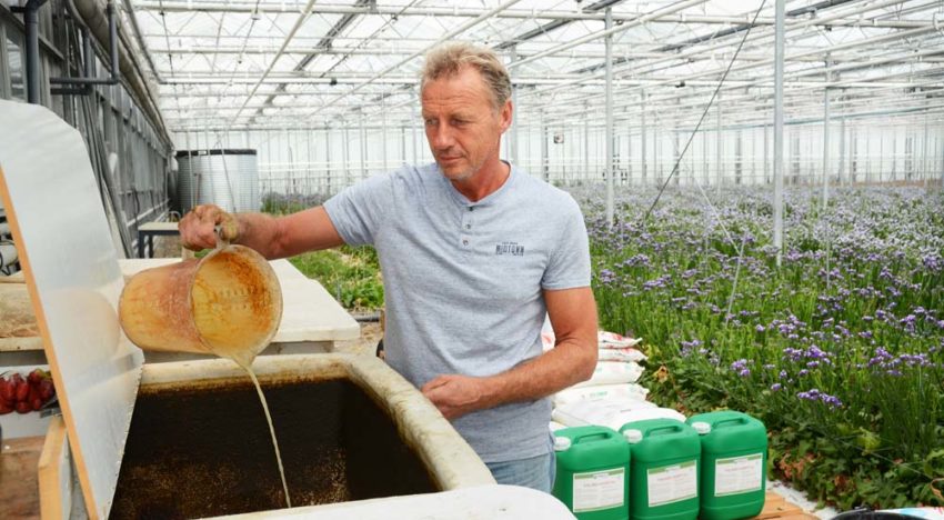 Plantversterkers maken tripsprobleem overzienbaar