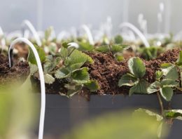Klaar voor de start van aardbeiteelt onder dubbel scherm