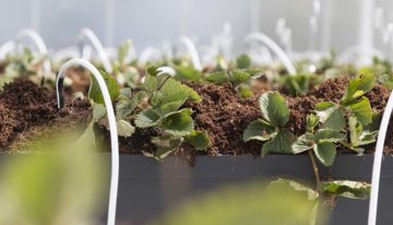 Klaar voor de start van aardbeiteelt onder dubbel scherm