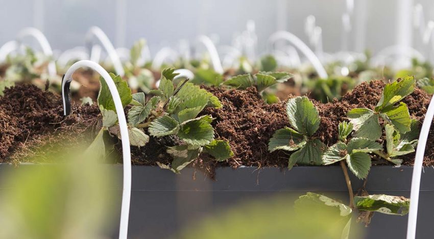 Klaar voor de start van aardbeiteelt onder dubbel scherm