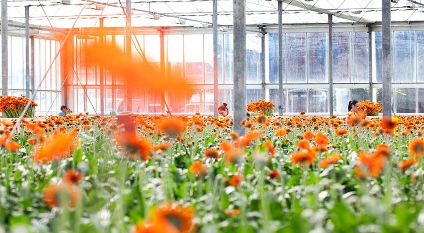 Oorzaak wegnemen is beter dan plaag bestrijden