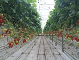 Forse toename aardbeienproductie door teelt onder glas