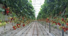 Forse toename aardbeienproductie door teelt onder glas