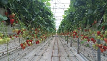 Forse toename aardbeienproductie door teelt onder glas