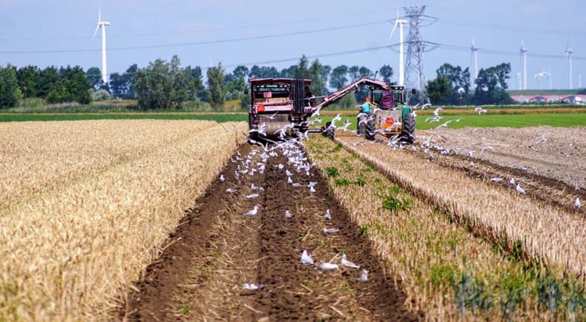 Agrarische sector Nederland heeft kleinste ecologische voetafdruk ter wereld
