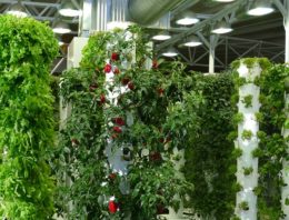 EU: ‘Substraatteelt niet meer biologisch’