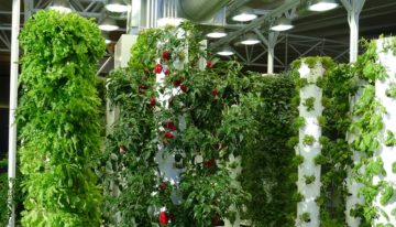 EU: ‘Substraatteelt niet meer biologisch’