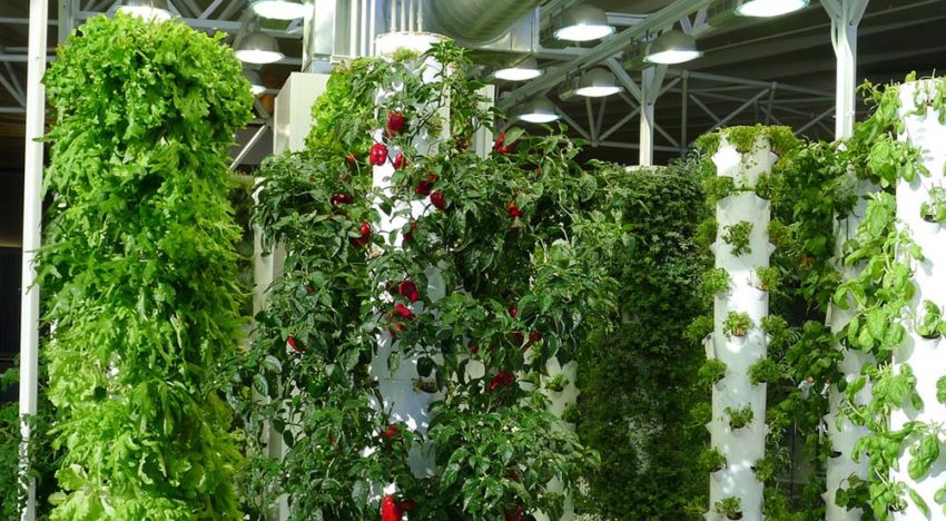 EU: ‘Substraatteelt niet meer biologisch’