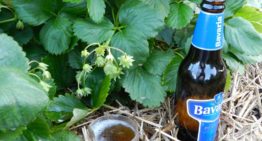 Bier en mosterdzaad toegevoegd aan Europese lijst basisstoffen voor gewasbescherming