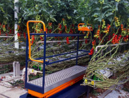 Plantalyzer wordt automatisch telsysteem voor tomaten in de kas