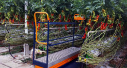 Plantalyzer wordt automatisch telsysteem voor tomaten in de kas