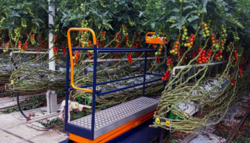 Plantalyzer wordt automatisch telsysteem voor tomaten in de kas