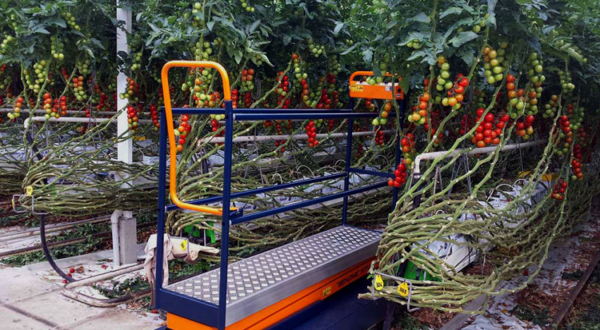 Plantalyzer wordt automatisch telsysteem voor tomaten in de kas Plantalyzer wordt automatisch telsysteem voor tomaten in de kas