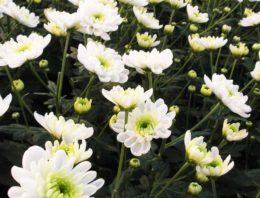 Balans tussen twee eiwitten bepaalt of een plant bloeit
