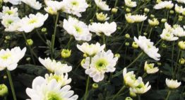 Balans tussen twee eiwitten bepaalt of een plant bloeit