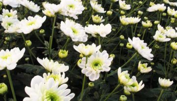 Balans tussen twee eiwitten bepaalt of een plant bloeit