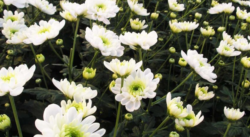 Balans tussen twee eiwitten bepaalt of een plant bloeit Balans tussen twee eiwitten bepaalt of een plant bloeit