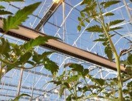 Praktijkproef toont hogere productie tomaten door extra verrood licht