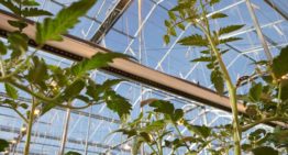 Praktijkproef toont hogere productie tomaten door extra verrood licht