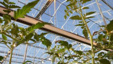 Praktijkproef toont hogere productie tomaten door extra verrood licht
