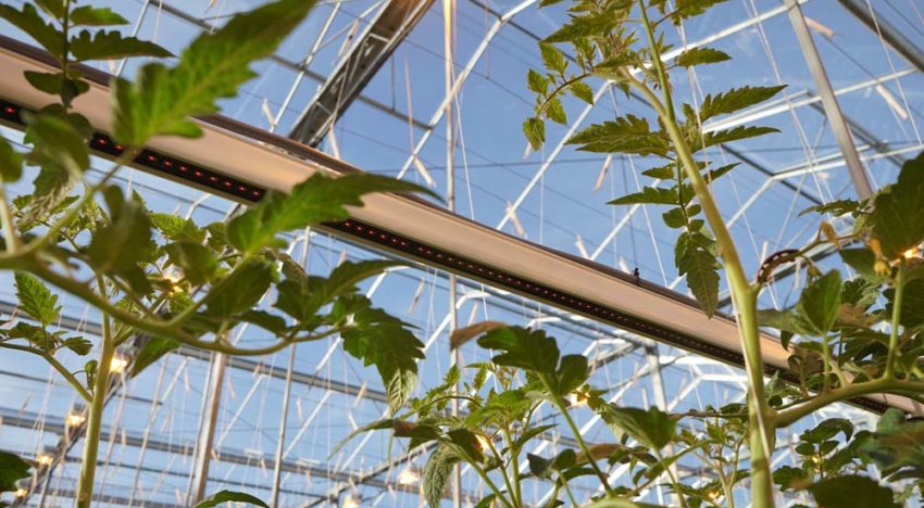 Praktijkproef toont hogere productie tomaten door extra verrood licht