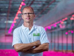 Serieuze belangstelling voor hybride belichting bij chrysanten