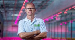 Serieuze belangstelling voor hybride belichting bij chrysanten