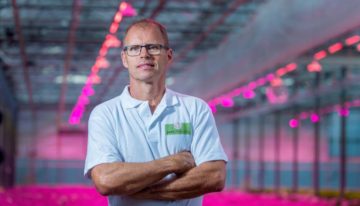 Serieuze belangstelling voor hybride belichting bij chrysanten