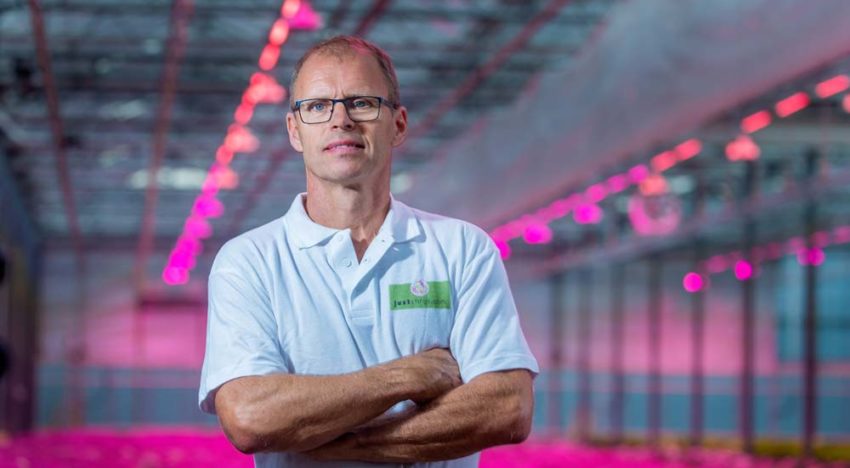 Serieuze belangstelling voor hybride belichting bij chrysanten
