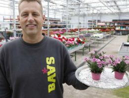 ‘Verkoop van de Dianthus loopt als een tierelier’