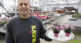 ‘Verkoop van de Dianthus loopt als een tierelier’