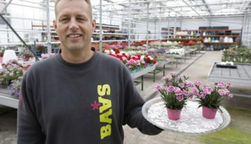 ‘Verkoop van de Dianthus loopt als een tierelier’