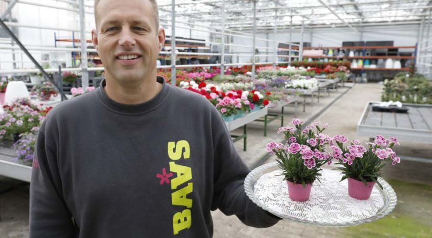 ‘Verkoop van de Dianthus loopt als een tierelier’