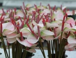 Gewasonderhoud belangrijk bij voorkomen glazige bloemen