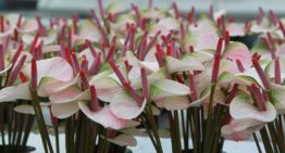 Gewasonderhoud belangrijk bij voorkomen glazige bloemen
