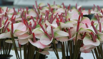 Gewasonderhoud belangrijk bij voorkomen glazige bloemen