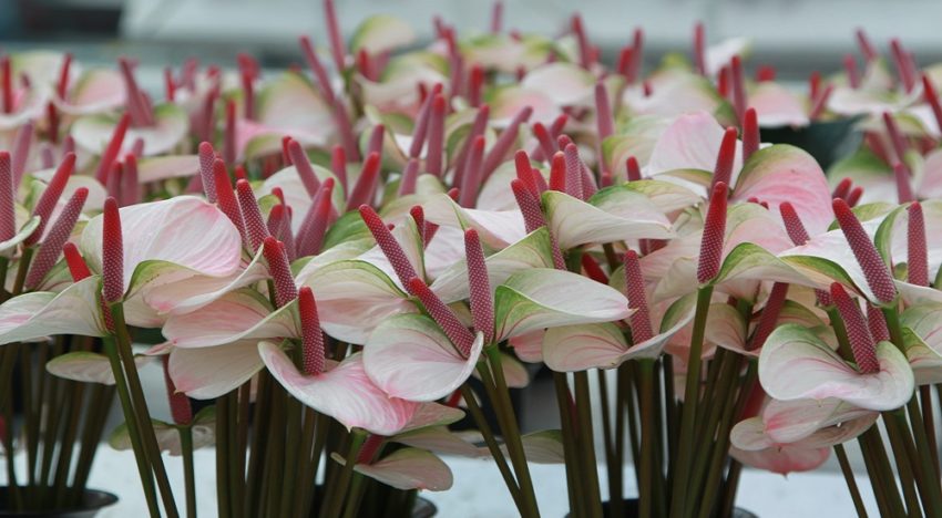 Gewasonderhoud belangrijk bij voorkomen glazige bloemen Gewasonderhoud belangrijk bij voorkomen glazige bloemen