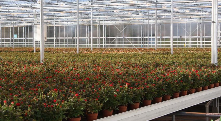 Veredelaar Dümmen Orange blijft in hoog tempo kralen rijgen Veredelaar Dümmen Orange blijft in hoog tempo kralen rijgen