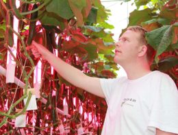 ‘Het gaat om de balans tussen meerproductie en vruchtgewicht’