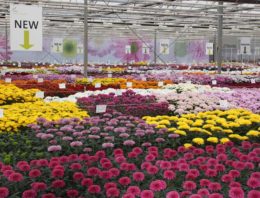 Nederlandse chrysantentelers op werkbezoek in Colombia