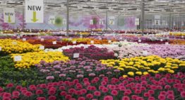 Nederlandse chrysantentelers op werkbezoek in Colombia