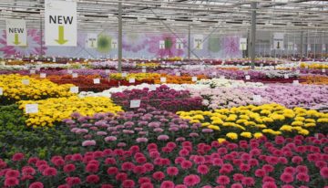 Nederlandse chrysantentelers op werkbezoek in Colombia