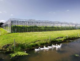 LTO Glaskracht lanceert ‘circulaire glastuinbouw’ als toekomstvisie