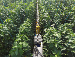 Vier telersverenigingen verdiepen zich in robotisering tuinbouw